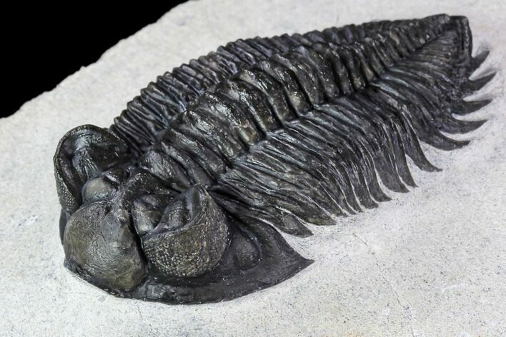 Coltraneia Trilobite Fossil - Huge Faceted Eyes #107059